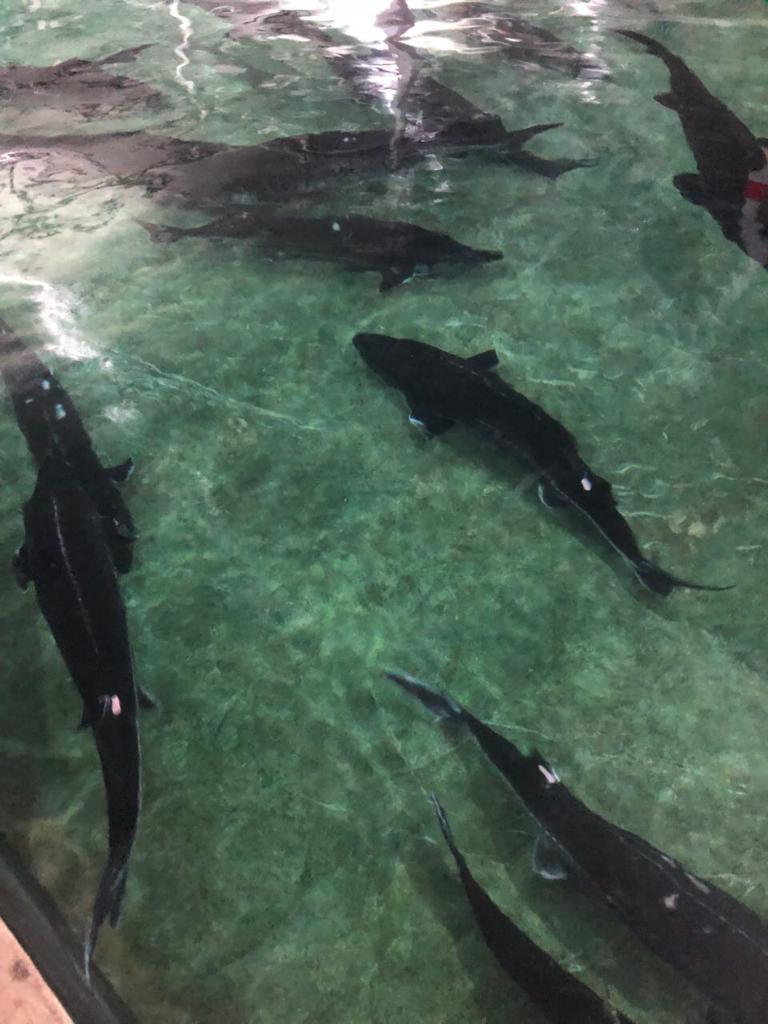 Sturgeon