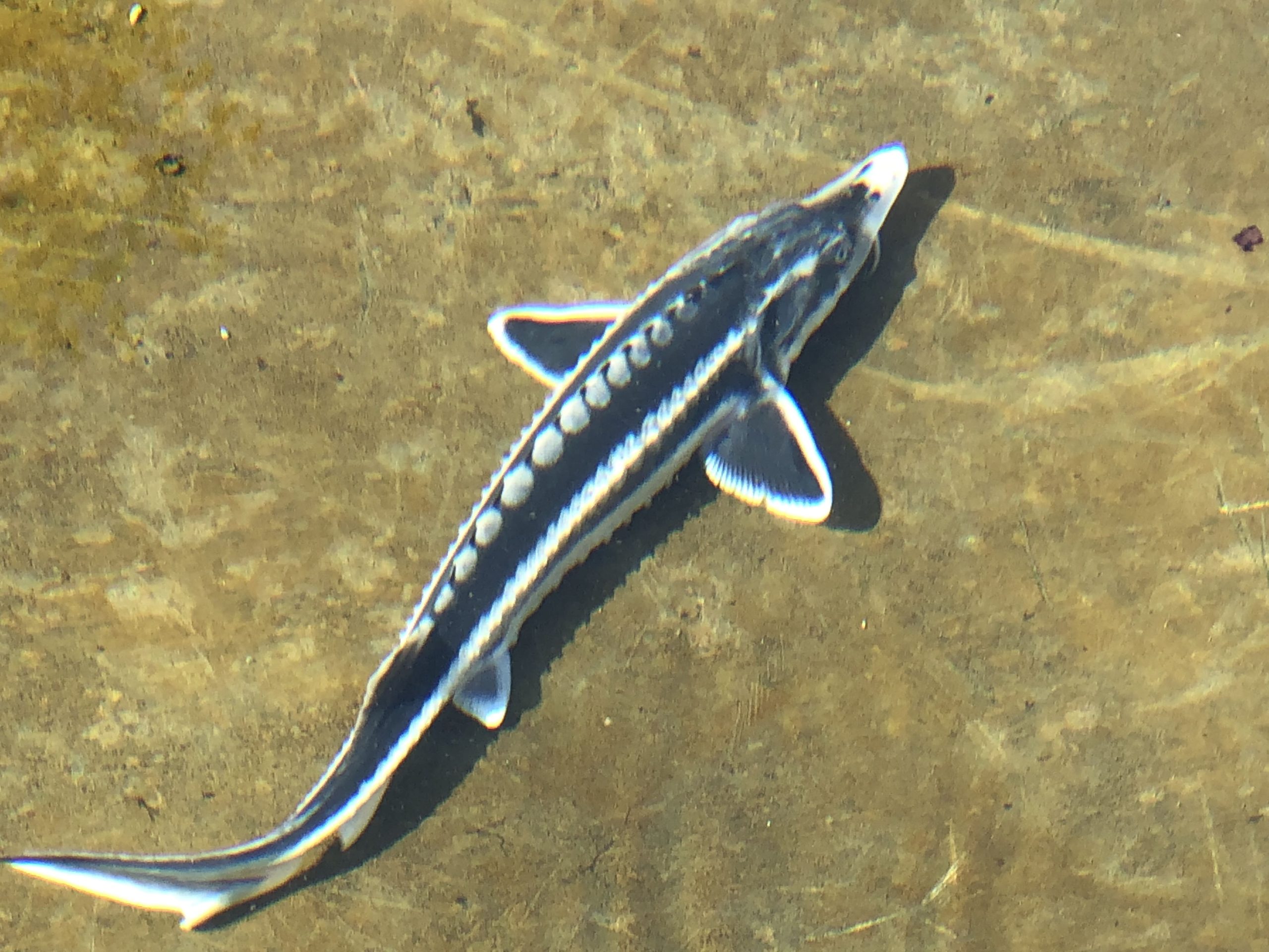 Sturgeon Farm