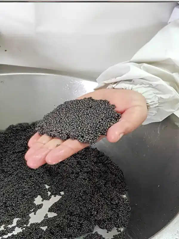 Beluga caviar processing-2