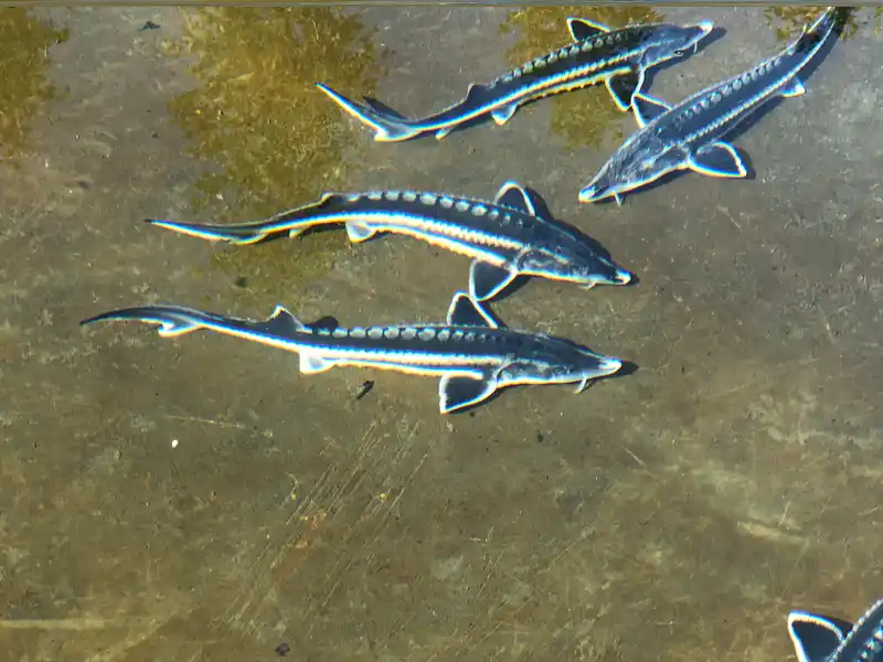 The Lifecycle of the Beluga Sturgeon