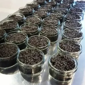 buy-beluga-caviar