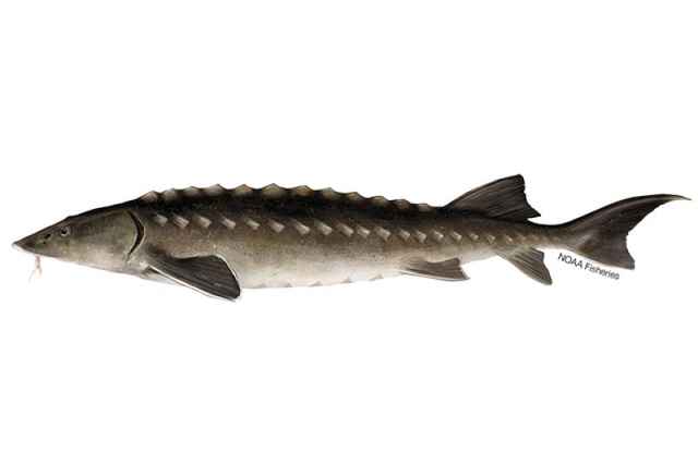 Sturgeon_Chinese