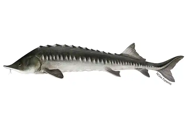 Sturgeon_Kaluga