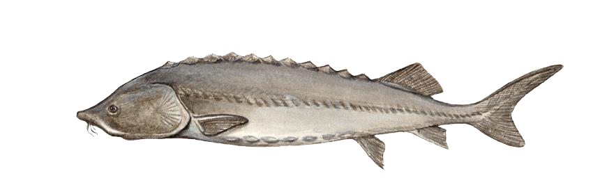 beluga husohuso fish