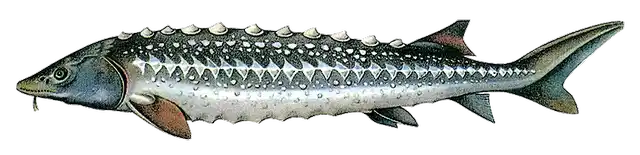 Russian Sturgeon