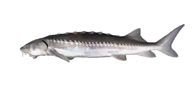 White_Sturgeon