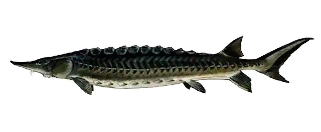 atlanticsturgeonlg