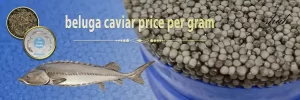 beluga caviar price per gram