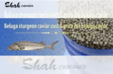 Illegal Iranian beluga caviar price in America 2023